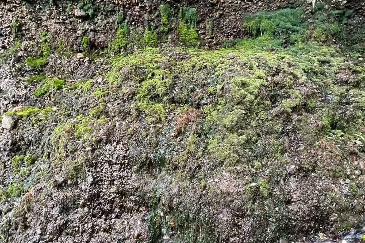 Zonglang Ling Spring